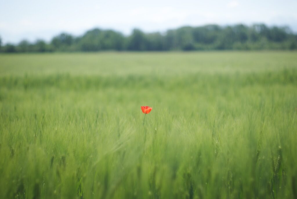 A single red flower in a large field of green grass.