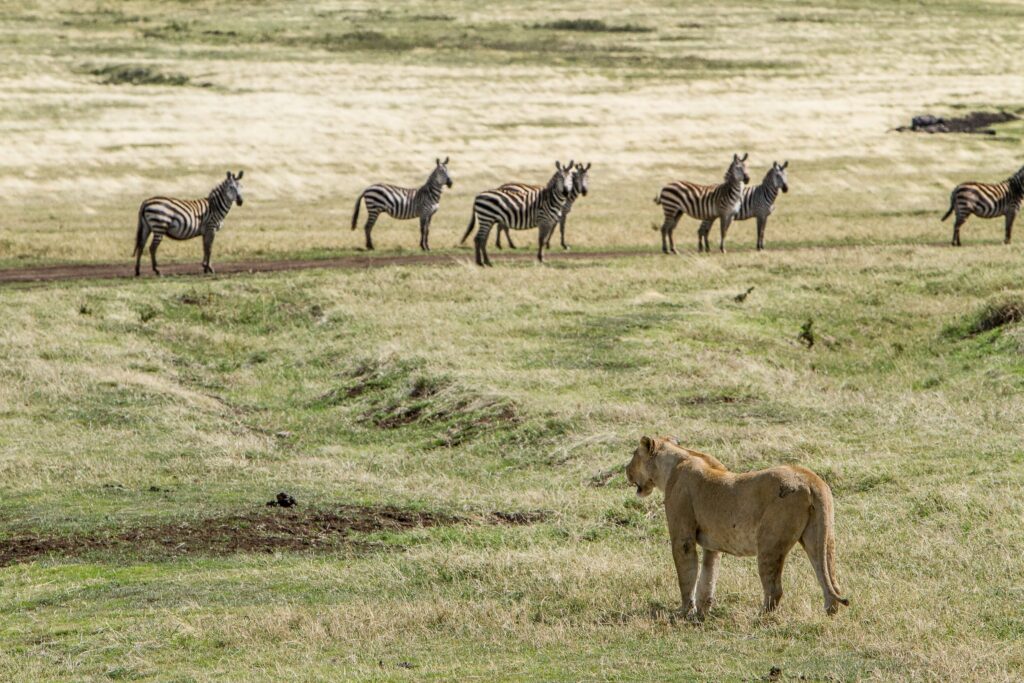 A lion looks at a herd of zebras.